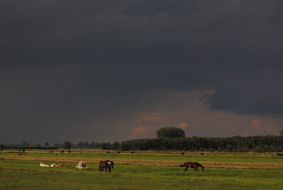 Ik liep in de Zouweboezem en ik wilde net de fiets pakken om naar huis te gaan, want in de verte regende het al hard. Plotseling brak het licht door en een prachtig landschap ontstond er. Snel een paar foto's gemaakt, want na een paar seconde was het licht al weer weg.