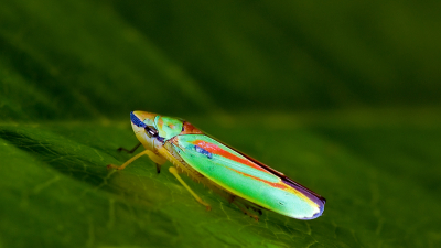 ik had ze vaker gezien maar nog nooit gefotografeerd ,je blijft je verbazen hoe mooi de natuur kan zijn qua kleuren .........