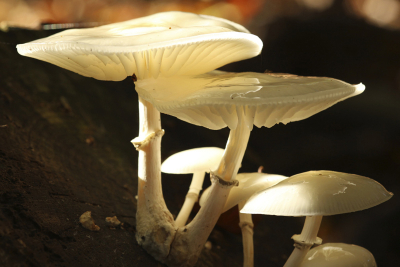 op laag statief, met sigma macro 105, iso 200 f8 1/50e 1,5 stop onderbelicht. de zon die net doorkwam deed de rest