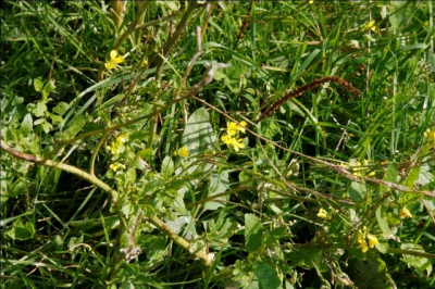 Het was die middag mooi weer. Wisselend bewolkt en ik had de camera op het statief.
