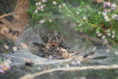 Knielend op het bospad keek ik het spinnenweg en de spin kwam richting de lens lopen. De spin stopte toen hij de lens zag.