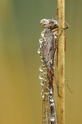 Ook deze NWJ heeft de overwinteringsplaats in Drenthe weer opgezocht. 's-morgens na wat nachtvorst is te zien wat deze zoal niet moeten doorstaan.