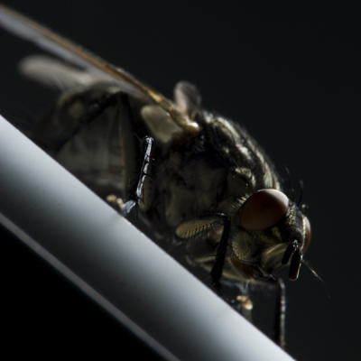 Fotoshoot met deze stervende vlieg resulteerde in prahtige plaatjes