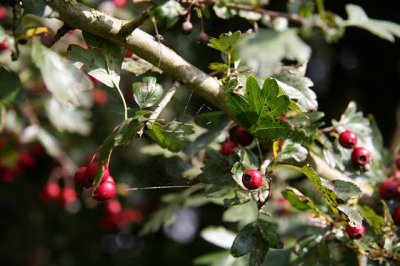 Het was die middag mooi weer. Wisselend bewolkt en ik had de camera op het statief. Het was de bedoeling de foto te maken met verschillende sluitertijden / diafragma.