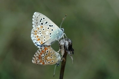 Dankzij de teeld van Wikke, is deze vlinder behoorlijk algemeen.
