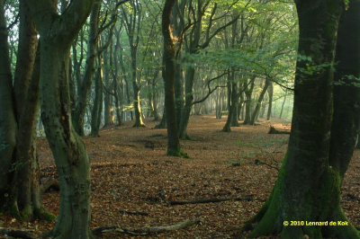 oud bos nog aan het begin van de morgenmidden op een "oude" wal