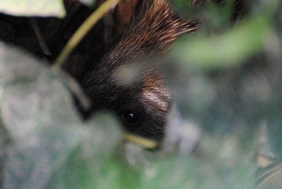 Achter ons huis zit een egel met 2 jongen verstopt onder de klimop. Af en toe stak een egeltje zij hoofd naar buiten. Hier een foto dat een jong net zijn hoodje naar buiten steekt.