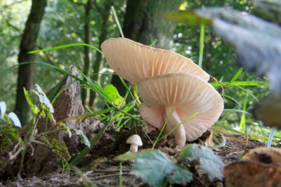 Het was die middag mooi weer. Wisselend bewolkt. De camera stond op de grond. Om het beeld stabiel te houden ging de camera af na 5 seconden.