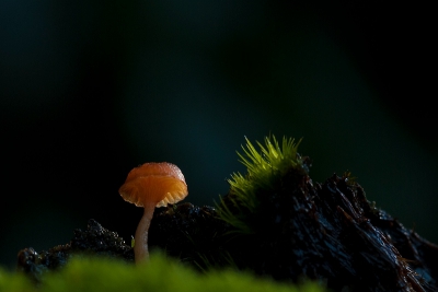 Behoorlijk zonnig weer , mosklokje gedeeltelijk afgedekt met mijn schaduw , toch een mooie transparantie van  het piep klein paddestoeletje , hoedje misschien 4mm