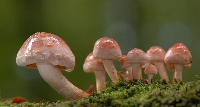 Tussen de soms hevige regenbuien door op een stronk van een eik aangetroffen. Onder de hoed schuilden meerdere mugjes.