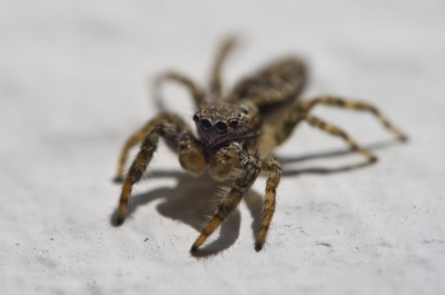 Springspinnetje op de muur. Terwijl de zon naar binnen scheen dit springspinnetje kunnen schieten.