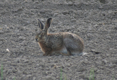 Deze bleef even poseren en koos toen het "hazepad".

Canon Eos350d / Sigma 70-300.