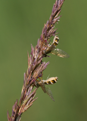 Entomophaga

Als een insect bijna helemaal door de schimmel is opgeteerd, zorgt deze ervoor dat het insect bovenin een grashalm of iets dergelijks klimt. Daar sterft het diertje en laat de schimmel zijn sporen los.