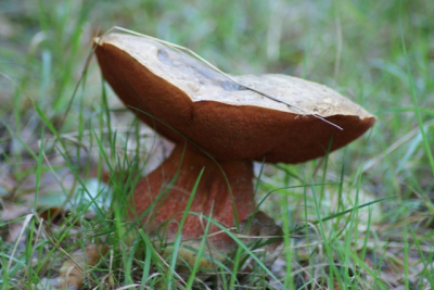 Druilerige dag en alleen maar paddestoelen fotograferen. En deze stond bijna midden op het pad.