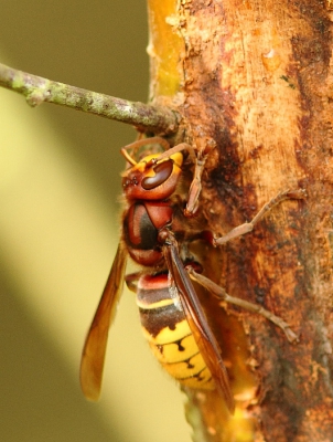 Nog n laatste foto van de Hoornaar, een zijaanzicht dit keer. Wat een machtige insecten zijn het toch, en een stuk gemoediger dan hun kleinere neven.