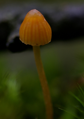 Na een regenachtige nacht op zoek naar paddestoelen op de Holterberg. Onder dit mosklokje gevonden.