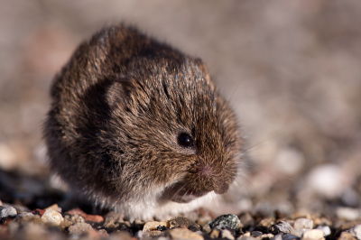 Erg hoog water gisteren. Door het opstuwen van de wind stond het water bijna een meter hoger. Voor kleine zoogdieren zoals deze Veldmuis is dat wel heel erg vervelend. Het einig stukje waar hij nog droge voeren kon houden was langs de weg. Hier zit hij zich te wassen langs het fietspad.