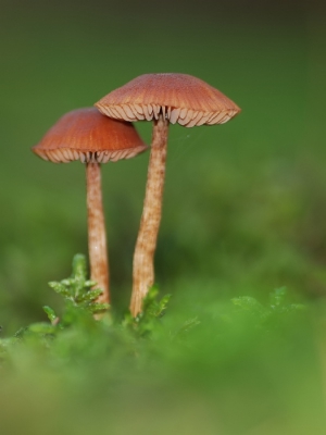 Heerlijk vrijstaand in het mooie groene mos. Lekker dromerig vastgelegd. In een groot stuk naaldbos gevonden, waar ze met tientallen tegelijk opschoten. Natuurlijk zijn ze zeer algemeen, maar blijft leuk om vast te leggen.