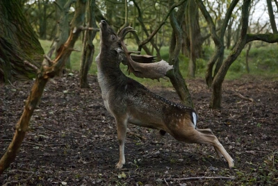 Midden in de bossen was deze man schitterend aan het vlaggen om de dames in kwestie te imponeren, een bonk spier en testosteron