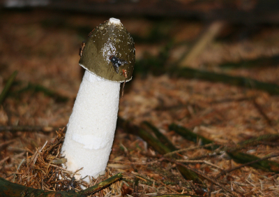 Tijdens het struinen door het bos in Belgi kwam ik deze paddestoel tegen. Ik heb er ondanks dat er nauwelijks licht door de bomen kwam toch maar een foto van gemaakt en ben wel erg tevreden met het resultaat. Leuk om te zien is dat er wat insecten op de paddestoel zitten.  Met zeer veel dank aan Jan Luit voor de bewerking van de foto en de tips!!!