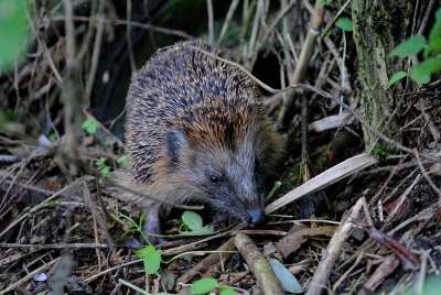 Ben een dagje naar het prachtige gebied de Zouweboezem geweest. Op de terugweg zag ik deze egel lopen. Eerst in het gras, maar dat vond ik niet echt mooi. Later kroop het beest in de bosjes. Daar zat ie mooier, echt in z'n leefomgeving.
