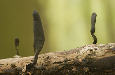 Vanochtend even naar het kralingsebos geweest. Was er eigenlijk nog nooit eerder wezen fotograferen. Los van de honden en eigenaren is het er lekker stil en is er een hoop te zien. Vele paddestoelen en vogels gezien.
