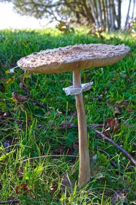 Paddestoel stond naast fietspad. Af en toe scheen de zon.
Foto genomen uit de hand, laag bij de grond.