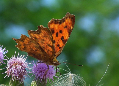 Vakantie in Tsjechie. Veel meer vlinders gezien dan hier in Nederland. Uit de hand gefotografeerd. Zonnige weersomstandigheden.