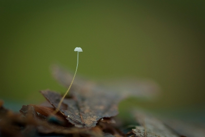 Ogenschijnlijk rustig  weertje maar voor dit speldeknopje (hoedje van ca 2/3 mm) , waaide het toch nog wel hard genoeg , moeilijk om hem er mooi op tekrijgen , is ook wel het kleinste wat ik ooit op de foto heb gezet  .Bijgelicht met een zaklamp .