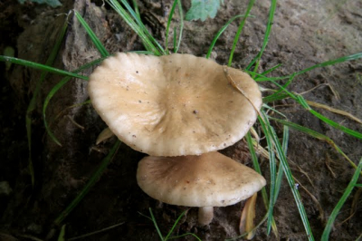 Het was die middag mooi weer. Wisselend bewolkt. De foto is het bovenaanzicht van de paddenstoel op de vorige foto.