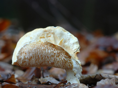 In een oude beukenlaan en tegen een dennenbos aan, stond deze alleen te pronken. In eerste bijna voorbij gelopen omdat ik dacht dat het een russula was. Weliswaar niet helemaal gaaf meer, maar toch redelijk uniek.