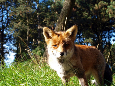 Tijdens een korte zit in de duinen kwam een tamme vos wel heel erg dichtbij.