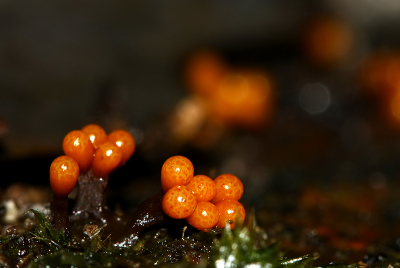 Dit zwammetje is ongeveer 1-2mm groot,  n bundeltje stond op een steelje met een 3tal oranje knopjes