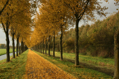 Sinds vandaag is dit deel van het Purmerbos helemaal veranderd naar een herfstlandschap. Alle bomen verliezen hun blad waardoor het pad helemaal geel is geworden. Toen het zonnetje erbij kwam was het helemaal genieten!