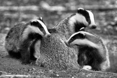 bewerking van reeds geuploade foto, ter illustratie, rechten blijven bij de originele fotograaf