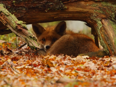 Vosje beukenblad dutje vosje boom beukenblad blaadjes fox vos vos vulpes vulpes herfst blad bla bla bla