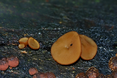 Weet weer niet wat het is, de grootse was ongeveer 1cm de kleinere 5mm