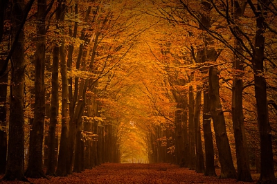 Heel erg fraai nu buiten. Juist als het wat grijzig is komen de rood - oranje kleuren in het bos goed uit. Deze heb ik genomen in het bos bij Fochteloorveen.