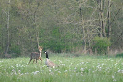 Deze reebok liep mooi achter de Canadese gans. Het ree lijkt erg klein, maar dat komt omdat er tussen de gans en het ree ong. 7 meter afstand was. Geweldige ochtend gehad.