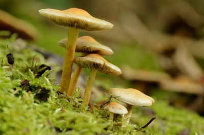in het loetbos in de krimpenerwaard  stonden er verleden jaar meer als dit jaar. alleen dit paar zwammetjes stonden goed in het licht