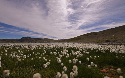 Tijdens een wandeling kwamen we een meertje tegen met pluizige bloemtjes.  Helaas geen statief mee.
