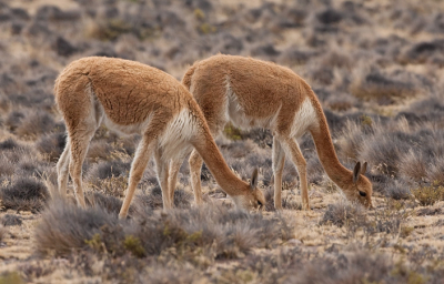 In de kou op de Puna vlakte komen deze Vicuna's voor. De bus gestopt langs de weg en snel wat foto's geschoten.