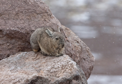 OP zo'n 4000 meter hoogte zat deze Chinchilla stilletjes op een steen in de natte sneeuw. Liggend over de chauffeur deze foto kunnen maken.