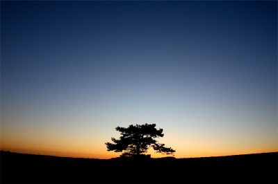 's Avonds laat na een zonnige dag vlak na zonsondergang. De boom stond op de zandverstuiving tussen twee heuvels in.