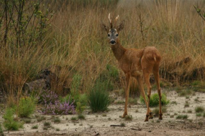 een foto van afgelopen vakantie in overijssel.
jonge reen overloop je soms waardoor ze net zo van jou schrikken als jij van hen... rorloos staan ze dan en zo heb je aale tijd om ze te schieten