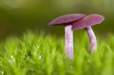 In het bos stonden erg veel rodekoolzwammetjes. Gezocht naar een paar exemplaren die een beetje vrij stonden in het mos zonder last te hebben van storende bomen op de achtergrond.