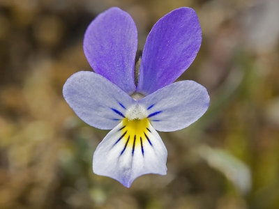 Ze zijn weer volop aanwezig in de duinen, met nog meer van deze mooie kleuren in de natuur, kan ik mijn macrolens optimaal gebruiken.