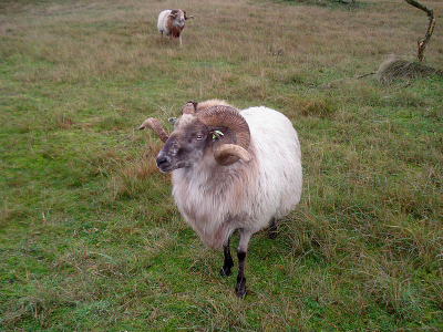 In de duinen zijn begrazingsgebieden waar deze schapen rondlopen.