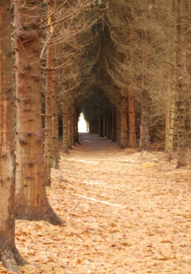 opdracht om diepte te vangen in donkere bosgang, terwijl er een zonnetje was doorgebroken