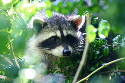 Het is al een tijdje geleden dat ik deze foto nam. Maar aangezien ik net lid ben geworden van Nederpix wil ik toch graag een paar oudere foto's plaatsen!
Deze wasbeer zat in de struiken in Stanley Park in Vancouver. Door de zon en de sccherpte/diepte met de bladeren kreeg je een mooi effect.